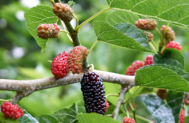 istock Fresh and organic mulberry fruits 1224350751