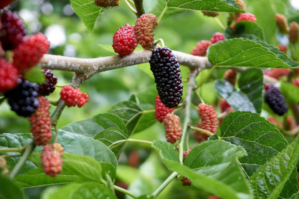 istock Fresh and organic mulberry fruits 1224351112