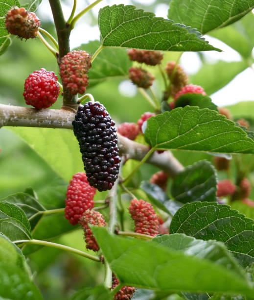 istock Fresh and organic mulberry fruits 1224352787