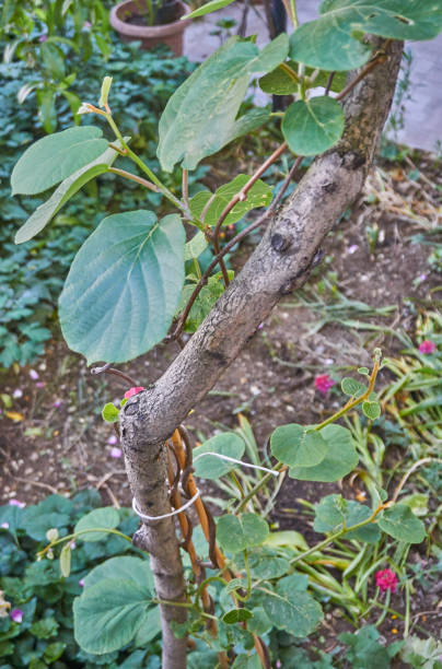 istock Growing kiwi in the backyard garden 1224352949