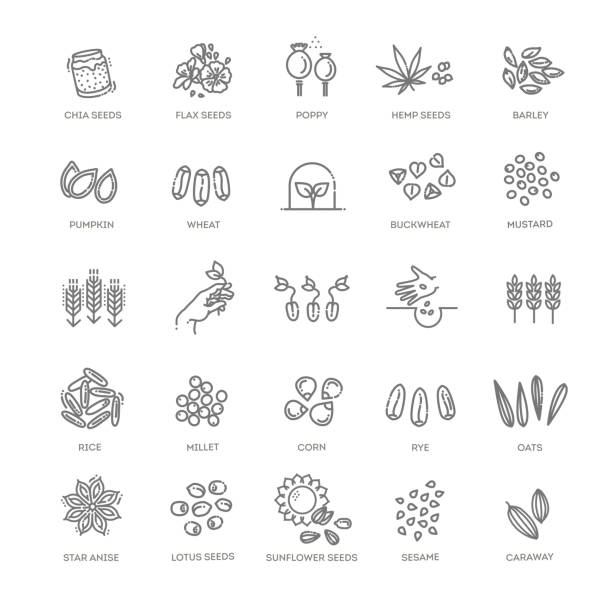 Plant seed vector icon set Set of outline cereal grains isolated on white. Buckwheat, quinoa, corn, rice, sunflower, pumpkin, poppy oat crop stock illustrations