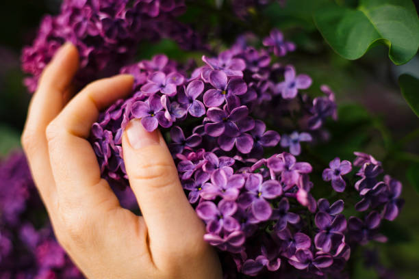 istock Purple lilac flowers as a background 1224353643