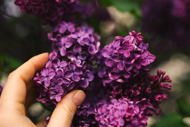 istock Purple lilac flowers as a background 1224353657