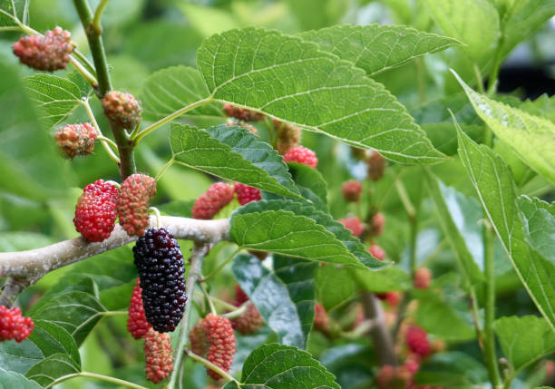 istock Fresh and organic mulberry fruits 1224353716