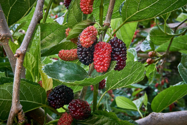 istock Fresh and organic mulberry fruits 1224353851