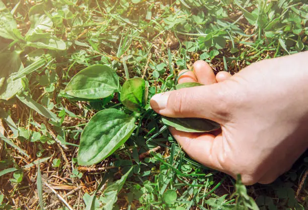 Woman hand picking Plantago major, broadleaf plantain, white man's foot, or greater plantain fresh plant leaves for herbal remedy.