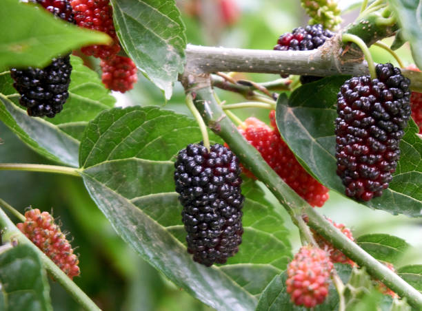 świeże i organiczne owoce morwy - mulberry bush zdjęcia i obrazy z banku zdjęć