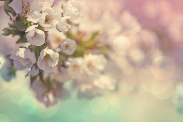 istock Flowers of the cherry blossoms on a spring day 1224355502