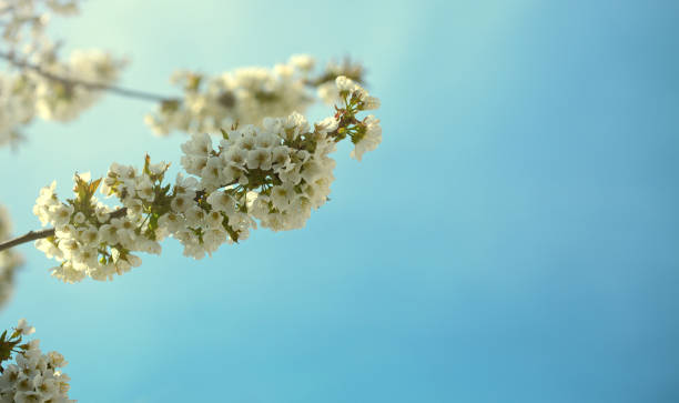 istock Branches of blossoming cherry with soft focus . 1224355627