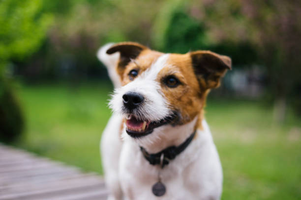 Jack Russell Terrier walking in the park. stock photo