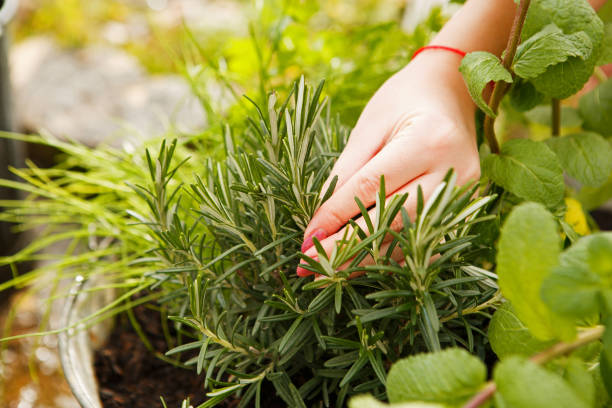istock female hand harvested thyme in the garden. 1224357229