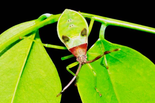 istock Closed up insect climbing green leaf. 1224358693