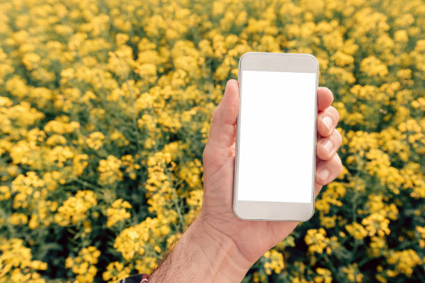 istock Agronomist with smartphone mock up screen in oilseed rape field 1224358805