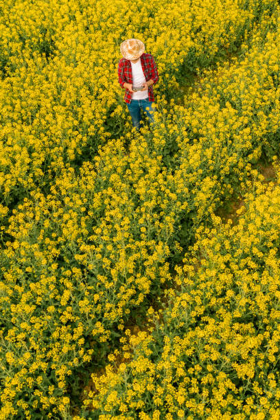 istock Aerial view of farmer using drone remote controller in blooming rapeseed field 1224358838