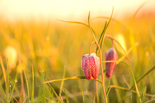 Dream-grass beautiful Pulsatilla patens blooms in spring in the mountains. The violet-red hue of the setting sun. Atmospheric spring background. Delicate, fragile flowers in selective focus at sunset.