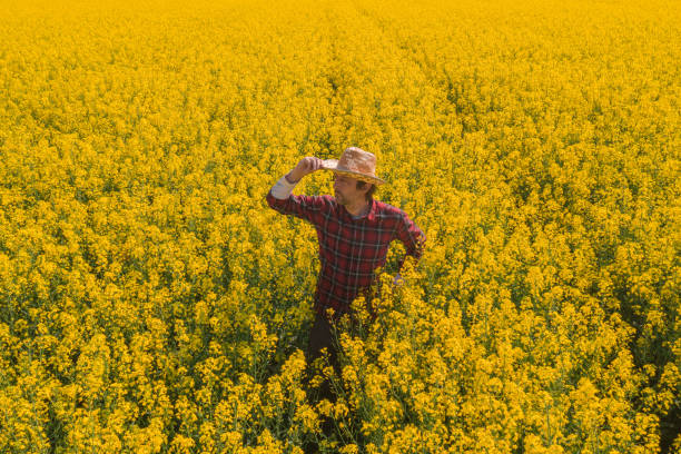 istock Oilseed rape farmer looking over cultivated field in bloom 1224358946
