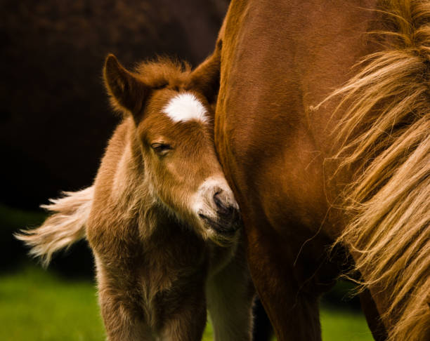 A portrait of a very beautiful small chestnut foal of an Icelandic horse with a white blaze, standing near to it`s mother in the meadow stock photo