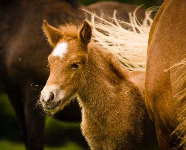 A portrait of a very beautiful small chestnut foal of an Icelandic horse with a white blaze, standing near to it`s mother in the meadow stock photo