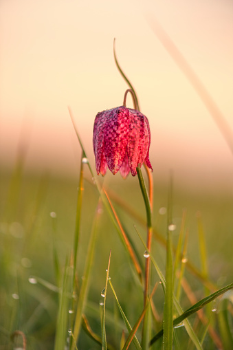 Checkered Lily or Snake's Head Fritillary or Snake’s head, or toad lily (Fritillaria meleagris) in a meadow during a beautiful springtime sunrise with drops of dew on the grass.