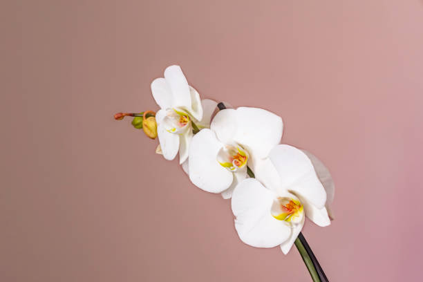 istock white orchid on a pink background 1224360116