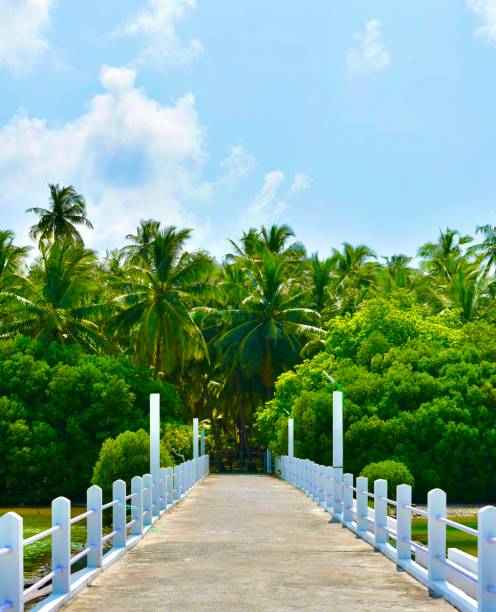Into the woods Minicoy Island, Lakshadweep Islands, India 4810 stock pictures, royalty-free photos & images