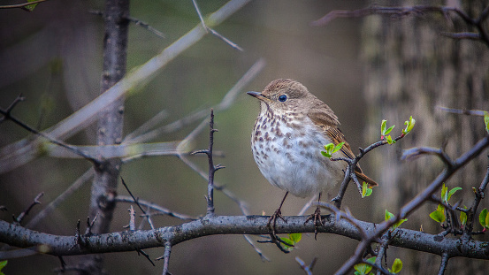 A solitary thrush in Quebec's boreal forest in the spring.