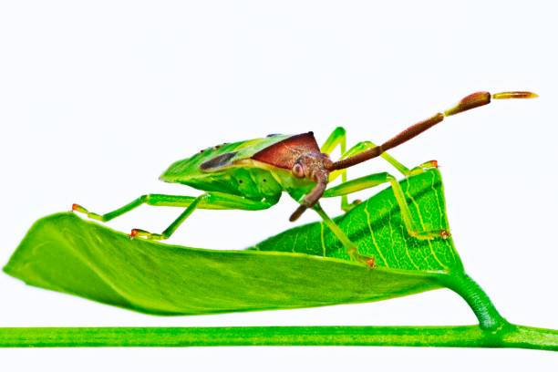 istock Closed up insect on green leaf. 1224363125