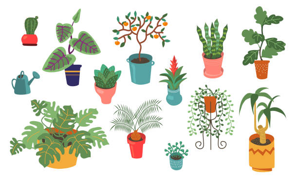 ilustrações, clipart, desenhos animados e ícones de várias plantas domésticas coleta de vetores planos - fern leaf isolated flat