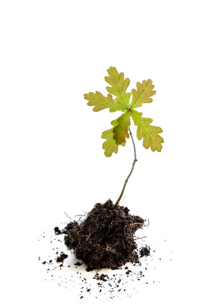 istock Oak tree sprout in soil isolated on white background 1224365988
