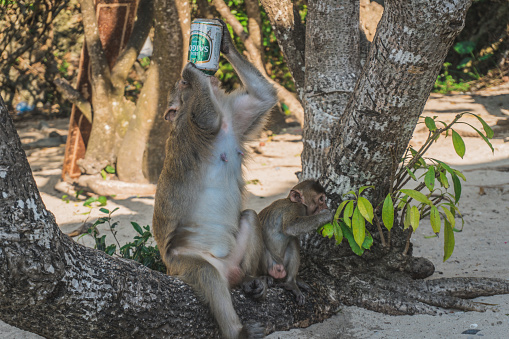 Funny Monkey Drinking beer On Beach under a tree. A monkey took a beer from our group and started drinking it on the beach. Cat Ba, Vietnam - March 5, 2020.