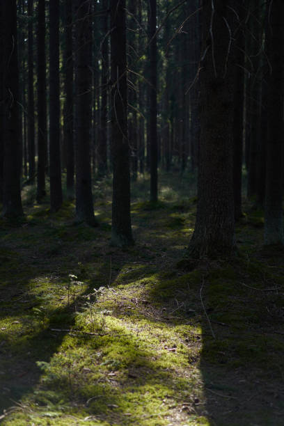istock Spruce trunks in a green spring coniferous forest, covered with moss. 1224367283