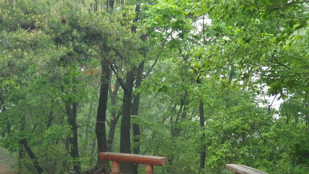 istock The forest in Spring in Kyungkido 1224367522