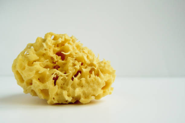 natural sea bath cleaning yellow sponge for washing side view of natural sea bath cleaning yellow sponge for washing on white background, close-up stock photo image with copy space sponge bath sponge nature animal stock pictures, royalty-free photos & images