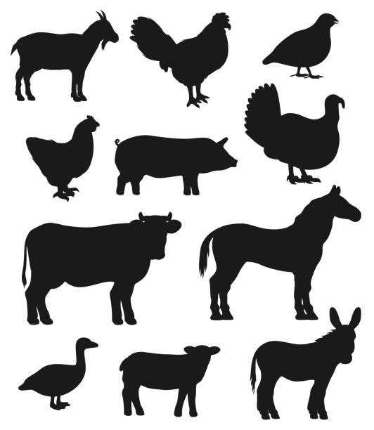 가축 농장 동물과 새 실루엣 - goat animal black domestic animals stock illustrations