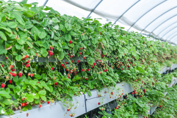 istock Growing red strawberries and wild strawberries in a greenhouse 1224368021