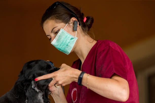 istock Dog grooming at home 1224368323