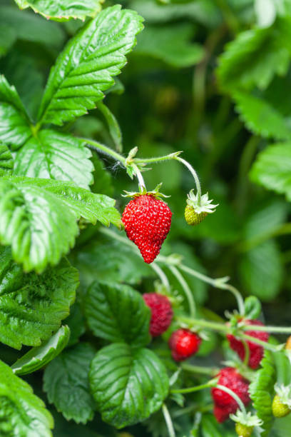 growing red strawberries and wild strawberries in a greenhouse - strawberry plant imagens e fotografias de stock