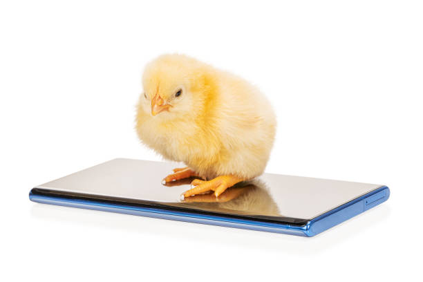 istock chick on the phone 1224369594