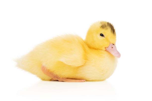 Little yellow duckling of Mulard breed isolated on white background