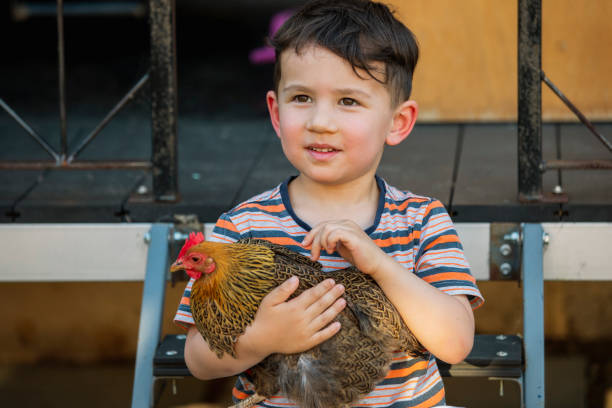 Portrait of a mixed race boy sitting on a step outdoors holding a pet chicken.