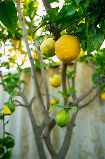 A bunch of ripe and unripe lemons growing on a tree in Cyprus, with a shallow depth of field