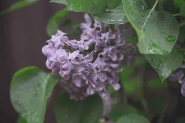 Violet lilac in the spring garden