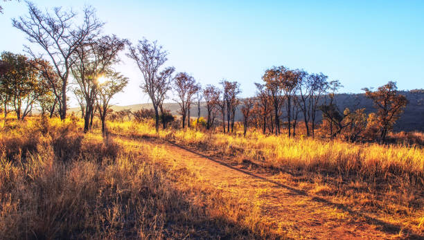 istock Savannah landscape in South Africa. 1224371142