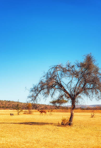 istock Female greater kudu 1224371150