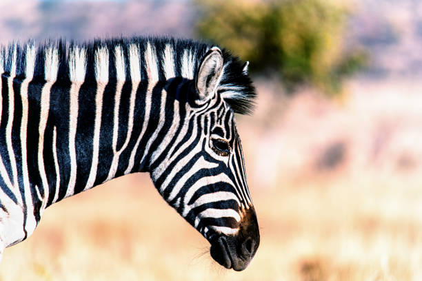 immagine di un ritratto di una zebra - burchellii foto e immagini stock