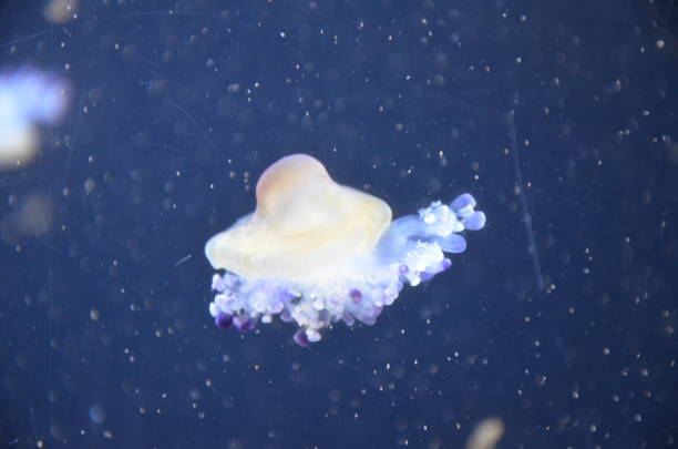 istock Beautiful illuminated jellyfish at aquarium in Berlin 1224371733