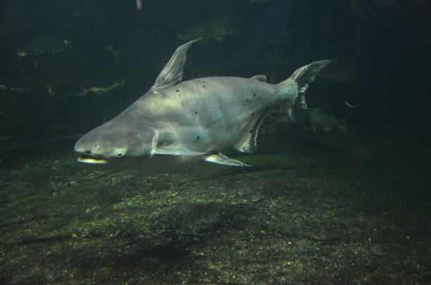 istock Tropical fish in aquarium, Berlin 1224371757