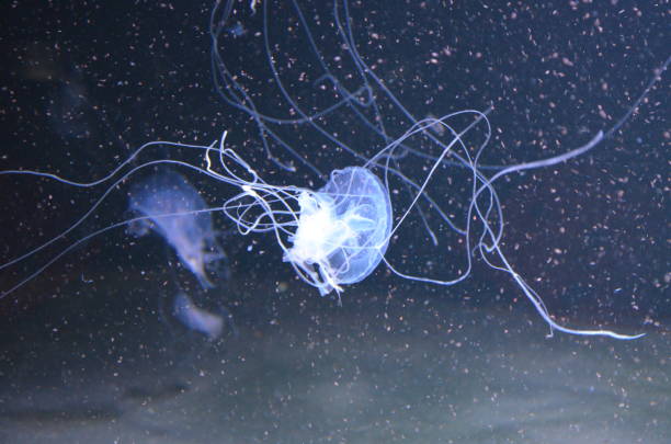 istock Beautiful illuminated jellyfish at aquarium in Berlin 1224372571