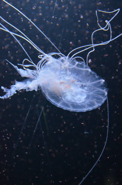 istock Beautiful illuminated jellyfish at aquarium in Berlin 1224372627