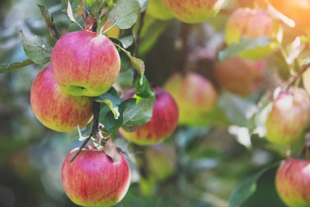 istock Red ripe apples on a branch in orchard. Autumn. Nature background 1224372711